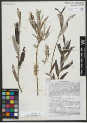 Foto von Salix viminalis L.